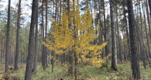 Резкое похолодание ожидается в Республике Алтай Резкое похолодание ожидается в Республике Алтай