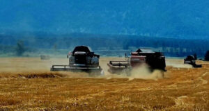 Уборка зерновых стартовала в Республике Алтай