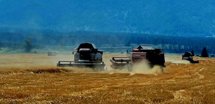 Уборка зерновых стартовала в Республике Алтай