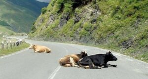 На Алтае владельцев бродячего скота накажут рублем