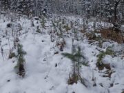 «Приемка» молодых деревьев проходит в Чойском районе «Приемка» молодых деревьев проходит в Чойском районе
