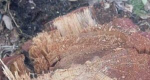 В Усть-Канском районе незаконно срубили лиственницы