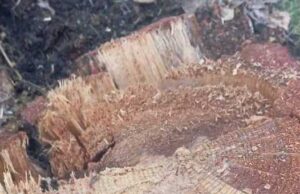 В Усть-Канском районе незаконно срубили лиственницы