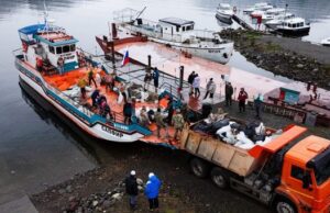С берегов Телецкого озера вывезли три грузовика мусора