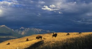 Искусственный интеллект поможет наблюдать за зубрами в Республике Алтай