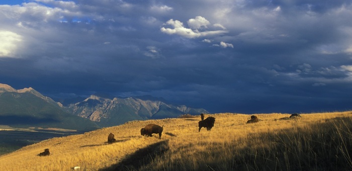 Искусственный интеллект поможет наблюдать за зубрами в Республике Алтай