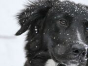 С начала года в Горно-Алтайске отловили более 200 бродячих собак С начала года в Горно-Алтайске отловили более 200 бродячих собак