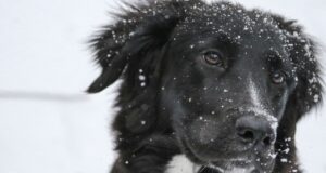 С начала года в Горно-Алтайске отловили более 200 бродячих собак