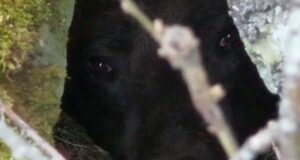 Уникальные кадры: в Алтайском заповеднике засняли засыпающего медведя