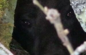 Уникальные кадры: в Алтайском заповеднике засняли засыпающего медведя