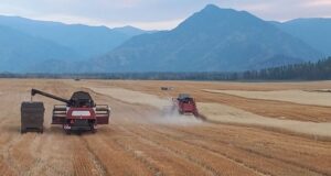 Более 300 тысяч тонн кормов заготовлено в Республике Алтай