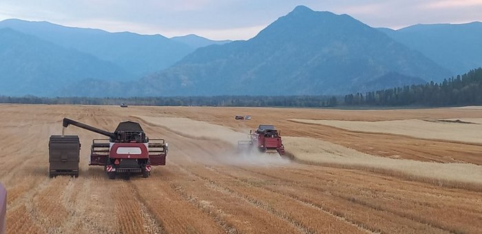Более 300 тысяч тонн кормов заготовлено в Республике Алтай