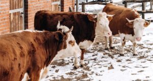 В Онгудайском районе объявлен карантин по пастереллёзу