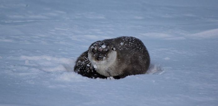 Рискованную перебежку выдры по льду Телецкого озера запечатлели на Алтае