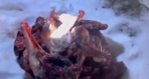 На Алтае поймали браконьера, убившего трех косуль