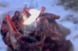 На Алтае поймали браконьера, убившего трех косуль