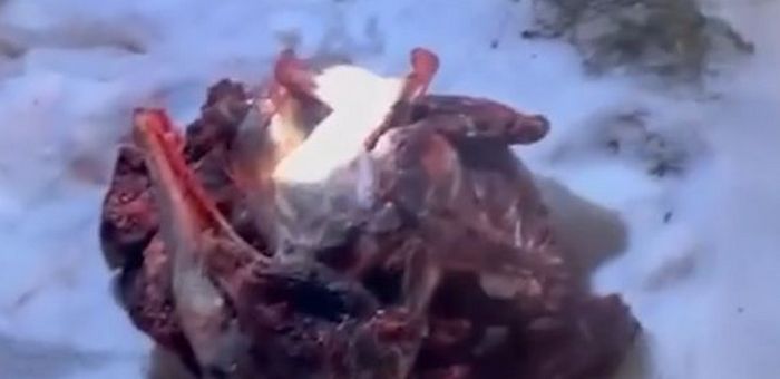 На Алтае поймали браконьера, убившего трех косуль