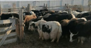 Владельцам скота, павшего из-за вспышки пастереллёза, выплатят компенсации