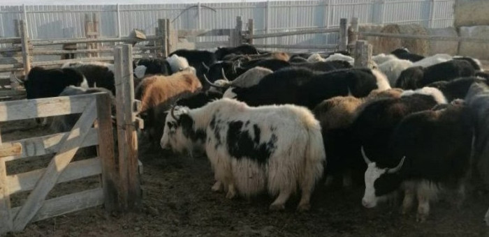 Владельцам скота, павшего из-за вспышки пастереллёза, выплатят компенсации