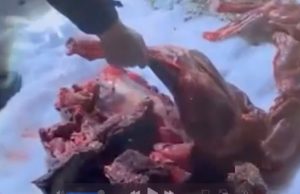 Застрелившим трех косуль браконьером в Горном Алтае мог быть полицейский nga 89d3ca78