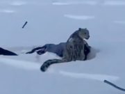 В китайском Алтае снежный барс напал на девушку