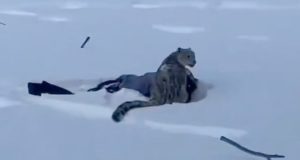 В китайском Алтае снежный барс напал на девушку
