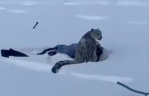 В китайском Алтае снежный барс напал на девушку (видео) В китайском Алтае снежный барс напал на девушку