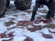 Более 20 нарушений в сфере охраны природы выявлено в республике за новогодние праздники