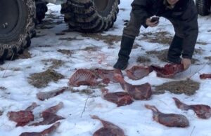 Более 20 нарушений в сфере охраны природы выявлено в республике за новогодние праздники Более 20 нарушений в сфере охраны природы выявлено в республике за новогодние праздники