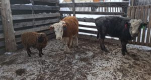 В Улаганском районе из-за вспышки пастереллёза усилены меры безопасности