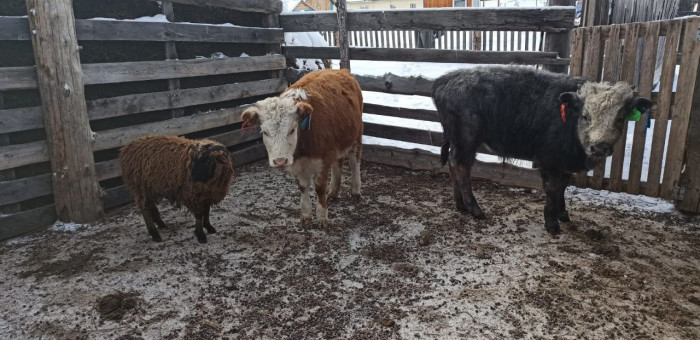 В Улаганском районе из-за вспышки пастереллёза усилены меры безопасности