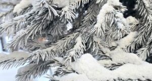 Прогноз погоды: морозы отступают Прогноз погоды: морозы отступают