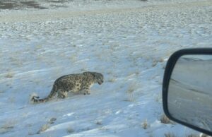 Уникальное фото: у дороги в урочище Уландрык встретили снежного барса