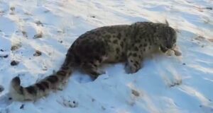 Как вести себя при встрече со снежным барсом