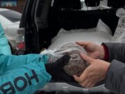 «Корм и внимание»: как «Новые люди» в Горно-Алтайске помогают бездомным животным IMG 8389