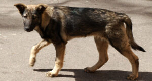 В Горно-Алтайске с начала года отловили более 20 бродячих собак