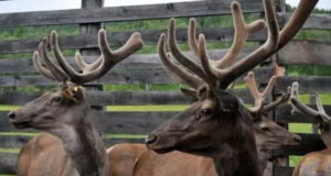 Республика Алтай сделала важный шаг для экспорта пантов маралов в Китай