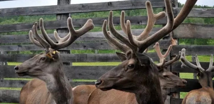 Республика Алтай сделала важный шаг для экспорта пантов маралов в Китай