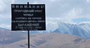 На Алтае от чумы привито почти 10 тысяч человек