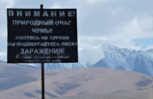 На Алтае от чумы привито почти 10 тысяч человек