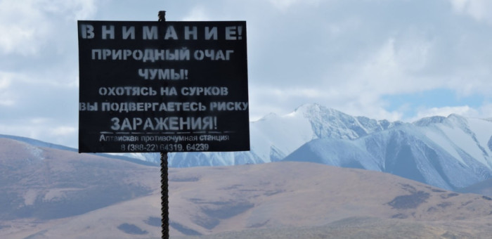 На Алтае от чумы планируют привить более 15 тысяч человек