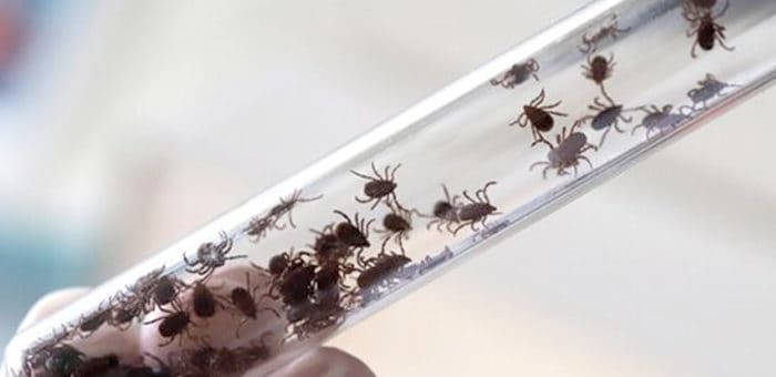 За неделю от укусов клещей пострадали восемь человек