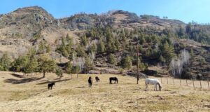 «Штрафстоянка» для сельхозживотных заработала в Чемале