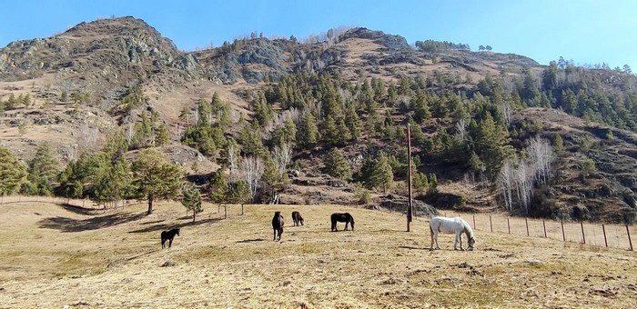 «Штрафстоянка» для сельхозживотных заработала в Чемале