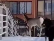 В Горно-Алтайске спасли заблудившуюся косулю
