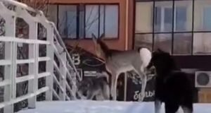 В Горно-Алтайске спасли заблудившуюся косулю