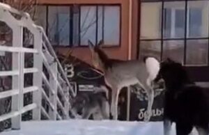 В Горно-Алтайске спасли заблудившуюся косулю