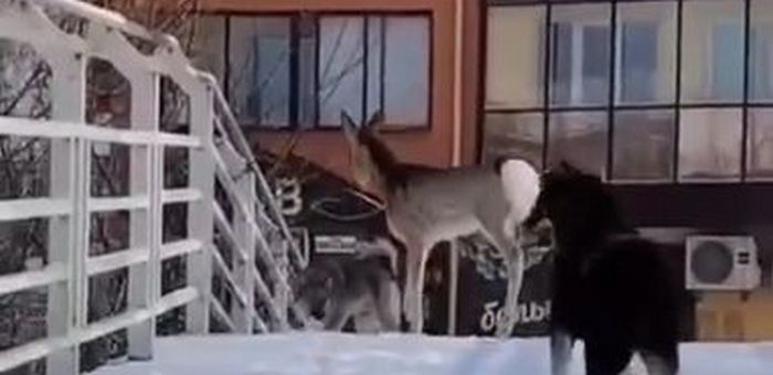 В Горно-Алтайске спасли заблудившуюся косулю
