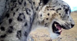 В Сайлюгемском нацпарке показали «уставшего» ирбиса