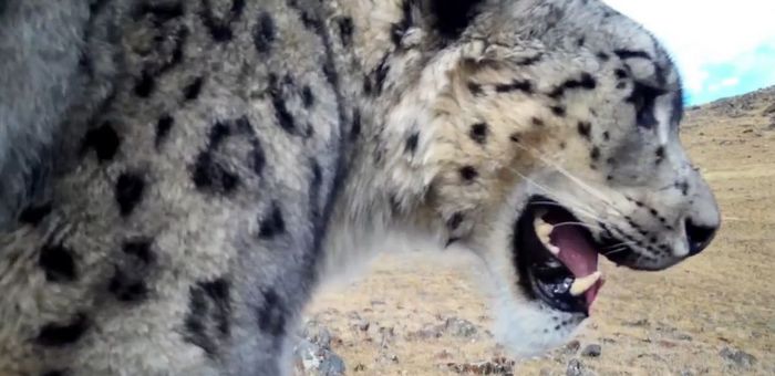 В Сайлюгемском нацпарке показали «уставшего» ирбиса